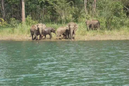 Image of elephents spotted in kuttikkanam